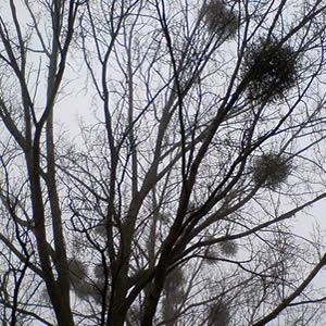 Mistletoe 'Balls' in tree