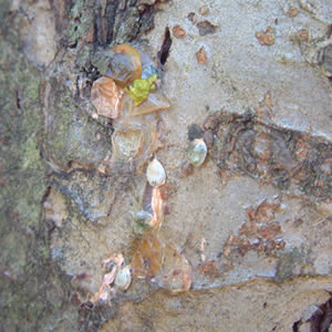 Mistletoe seeds/berries smeared on tree bark