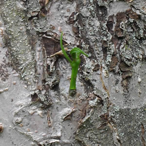 Small Mistletoe 'seedling'