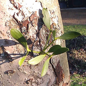 Mistletoe plant shown at nearly two years old
